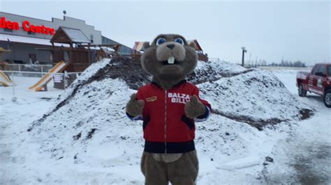 Alberta's Balzac Billy predicts six more weeks of winter