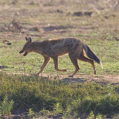 SIDECAR: The Side-striped Jackal