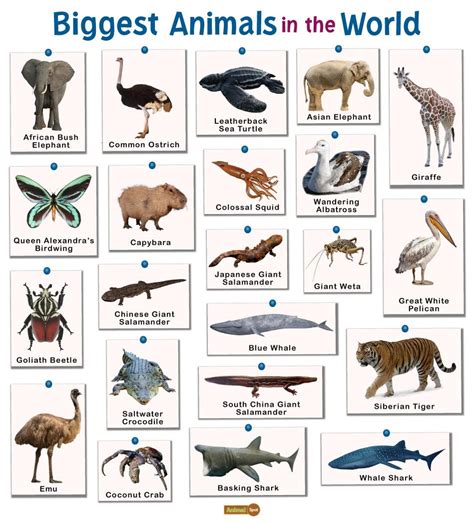 Biggest Animals in the World: List and Facts with Pictures