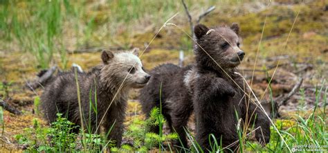 Jasper Summer Wildlife Tours