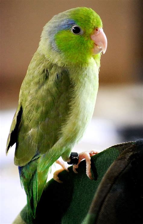 A List of 5 Types of Small Parrots