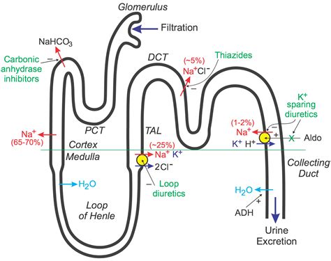 CV Pharmacology | Diuretics