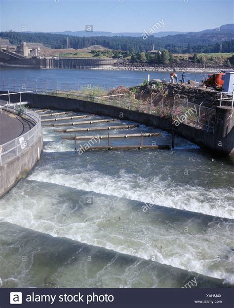 Fish Ladder Restocking With Salmon On Columbia River High Resolution ...