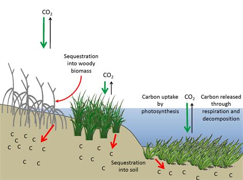 The role of wetlands in climate change adaptation is under appreciated ...