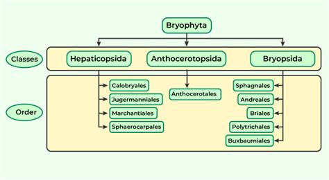 Bryophyta - Structure, Classification and Characteristics - GeeksforGeeks