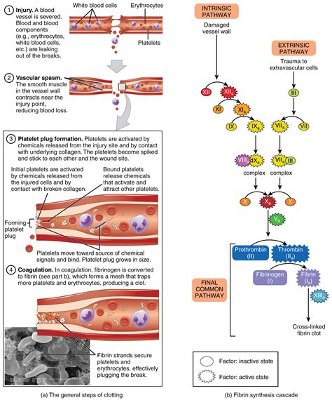 Perbedaan Hemostasis Dan Homeostasis - IMAGESEE