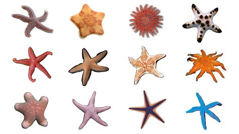 ⭐ 12 Starfish Species | Types Of Sea Stars #Starfish #seastars - YouTube