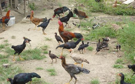 Peluang Usaha Peternakan Ayam Kampung - Ayam Kampung Banyuwangi