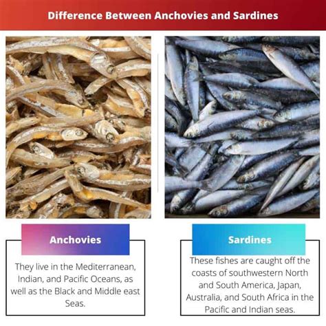 Anchovies vs Sardines: Difference and Comparison