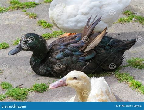 Black Cayuga Duck Showing Colorful Iridescence On Feathers. Royalty ...