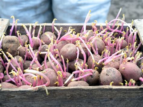 Growing Seed Potatoes: How To Plant Seed Potatoes | Gardening Know How