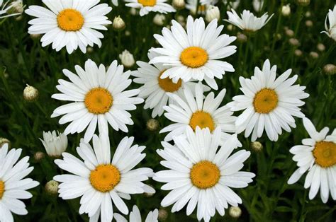 How to Plant and Grow Daisy Flowers | Southern Living