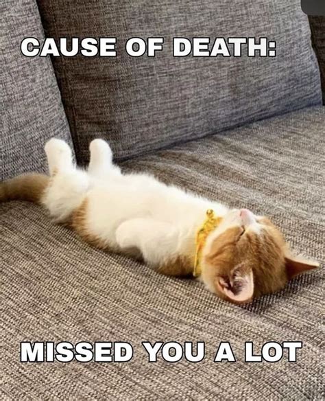 an orange and white cat laying on it's back with the caption, cause of ...