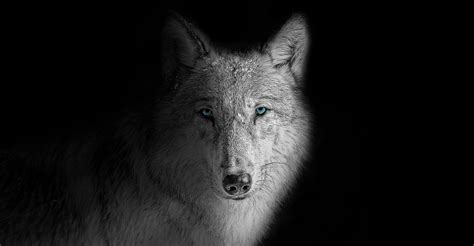 Black And White Wolves