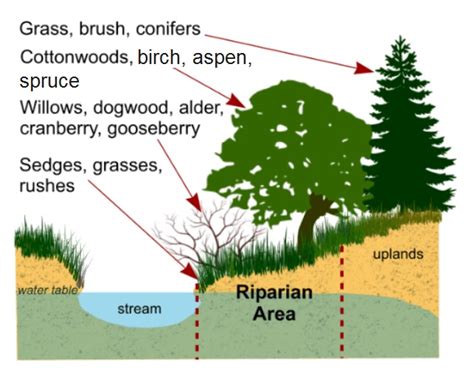 Riparian Zone Information — Tanana Valley Watershed Association