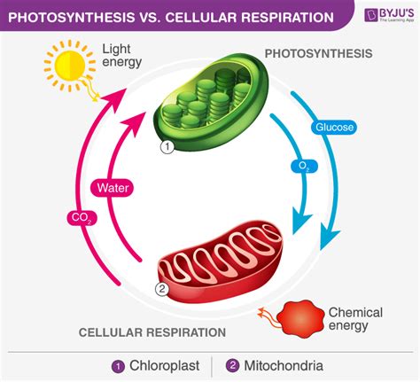 Differences Between Cellular Respiration and Photosynthesis - Bút Chì Xanh