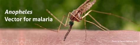 Malaria mosquitoes (Anopheles) – Biogents AG