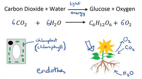 Describe the Uses of Glucose by Plants.