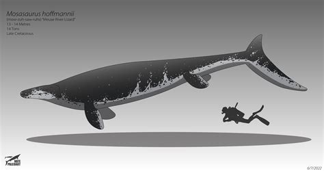 ArtStation - Mosasaurus hoffmannii 2022 Reconstruction