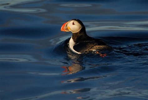 1.1 An adult puffin at sea. Despite its large decrease in the 1980s and ...