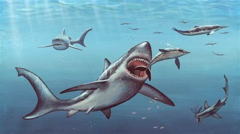 Megalodon Shark Fossils Suggest That Newborns Were Larger Than Adult ...