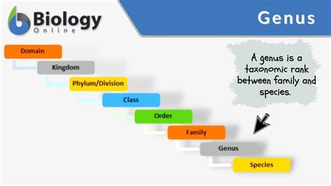 What Is A Dogs Kingdom Phylum Class Order Family Genus And Species