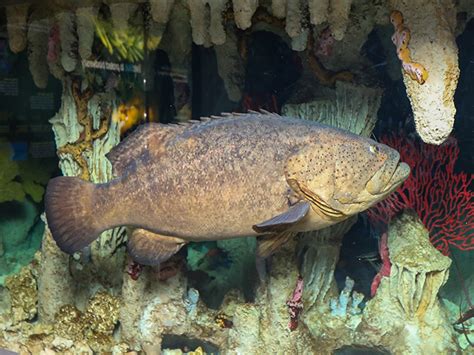 Goliath Grouper - New England Aquarium