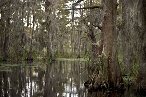 TOUR BOAT – Airboat Swamp Tours