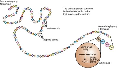 Proteins | Microbiology