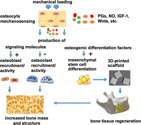 Overview of the role of osteocytes in bone tissue regeneration. Several ...