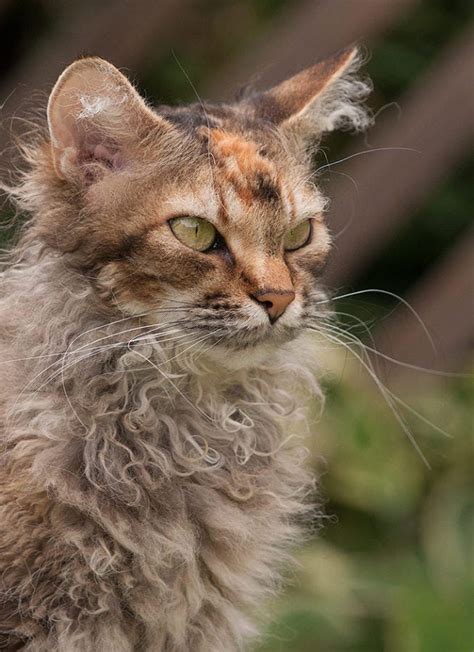 Barn Cat: 5 Breeds That Started On The Farm | Litter-Robot