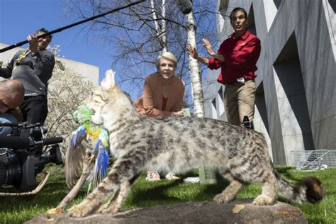 Feral cats Australia: Tanya Plibersek declares tough new measures may ...