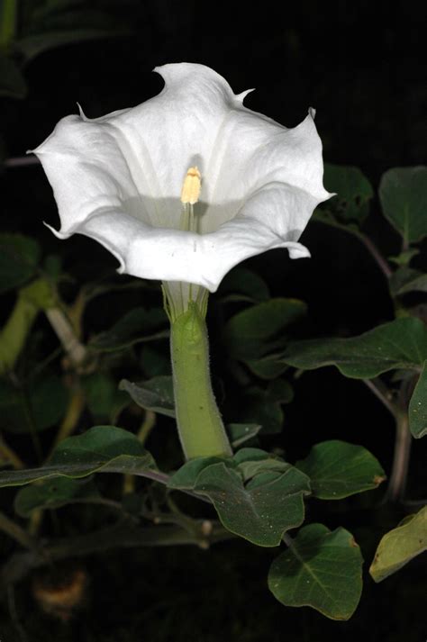 Datura - wikidoc