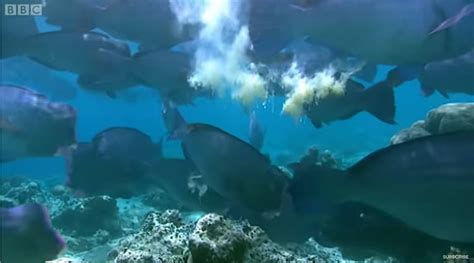 Humphead parrotfish poop helps create new island beaches – The Kid ...