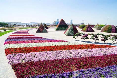 Flowers Pictures | Flowers Wallpapers: Dubai Flower Show