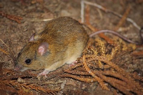 Biology and beyond ...: Let’s talk about rats … cute native Australian ...