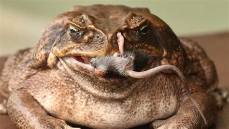 Toads colonise deserts and get used to the cold