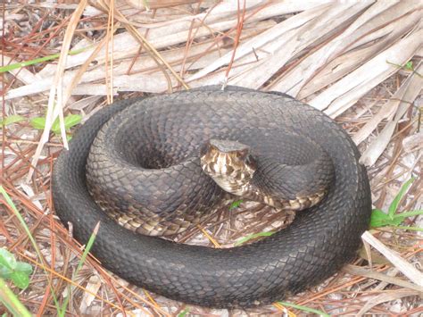 Venomous Water Moccasin aka Cotton Mouth found near St Augustine ...