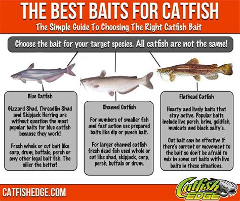 Best Catfish Bait: The Top 5 Catfish Baits Made Simple