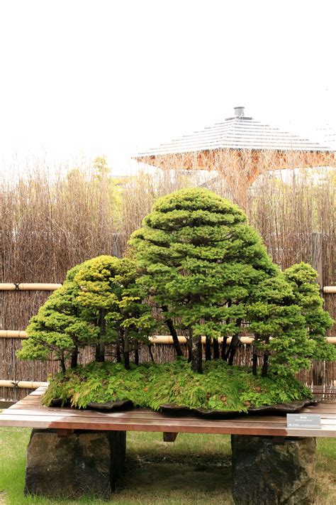 蝦夷松 Yezo-matsu (Yezo Spruce) - 盆栽美術館 - bonsai museum | Bonsai forest ...