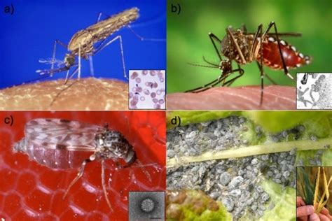 The Population Dynamics of Vector-borne Diseases | Learn Science at ...