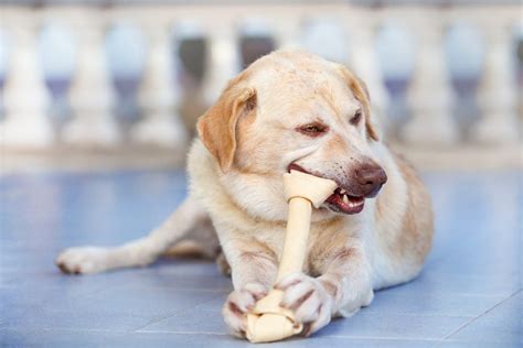 Rawhide Bones: Is Rawhide Bad for Dogs? | Reader's Digest