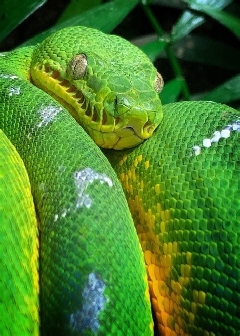 Green Tree Python | ubicaciondepersonas.cdmx.gob.mx