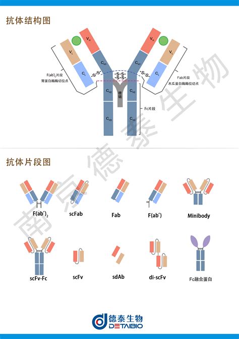 抗体杂交,抗体动画 - 伤感说说吧