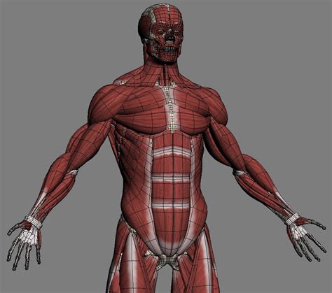 Male Anatomy(muscles,skeleton) 3D Model