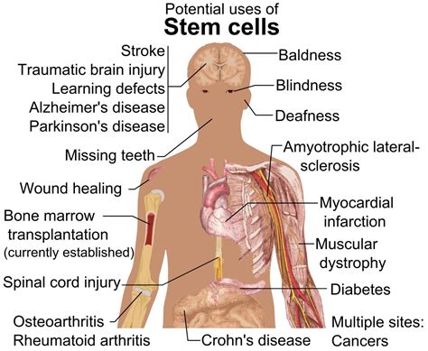 Bone Marrow Functions, Stem Cells, and Transplants - Owlcation