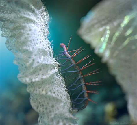 Hallucigenia by Dirk Wachsmuth, via Behance | Prehistoric animals ...