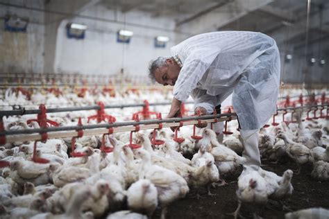 Op-ed: It’s Time to End the Poultry Industry’s Exploitative Contracts ...