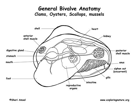 Bivalve Mollusk Diagram - Wiring Diagram Pictures