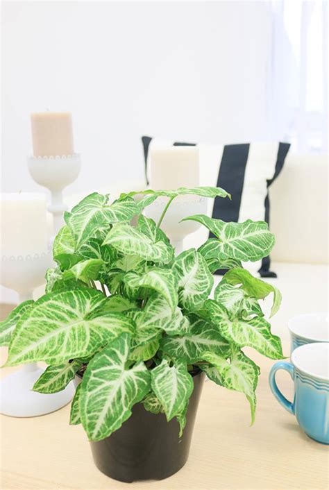 Hanging Plants - Best Indoor Types, Ideas | Apartment Therapy